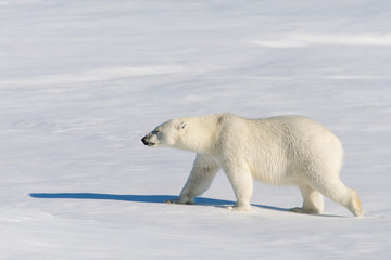 Fototapeta na wymiar Polar Bear