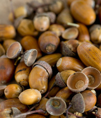 acorns
