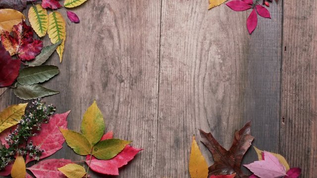 Autumn background footage frame with leaves blown away