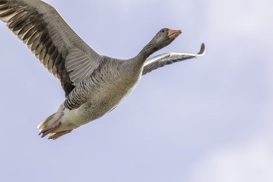 Goose flying overhead with copy space