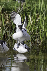 Avocets mating