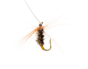 fly for fishing on a white background