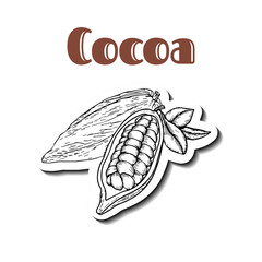 Cocoa bean_white