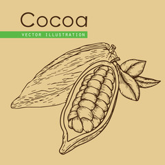 Cocoa bean_beige