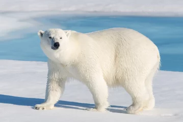 Printed roller blinds Icebear Polar Bear