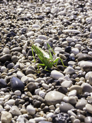 Green Grasshopper on a beach