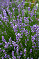 Obraz premium lavender flowers