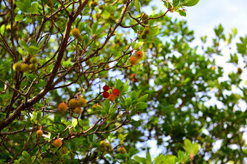 Erdbeerbaum auf Mallorca