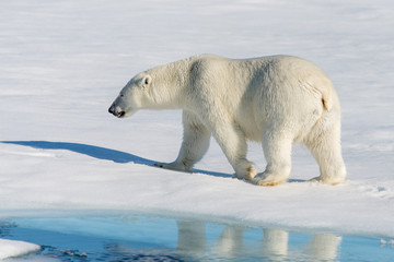 Plakat Polar Bear