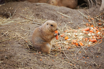 Black-tailed prairie dog, Cynomys ludovicianus