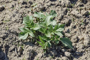 The bed young shoots of potatoes. Growing potatoes in the garden. Potato bed in the garden