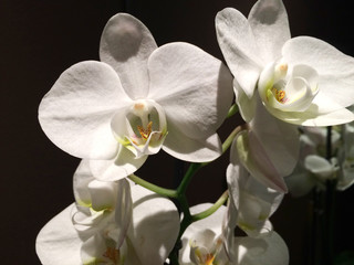 Fototapeta na wymiar Orchidee 