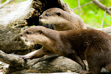 Two Otters Hiding Behind a Rock as they Hunt Together