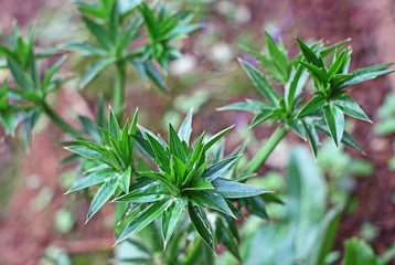 Long coriander or Mexican coriander has stronger aroma and taste similar to fresh coriander leaves. Family is Apiaceae.
