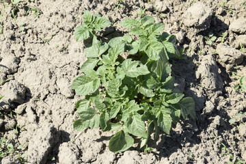 The bed young shoots of potatoes. Growing potatoes in the garden. Potato bed in the garden