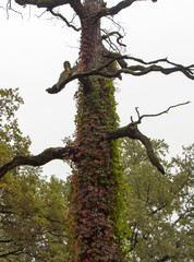wild grapes on tree trunk
