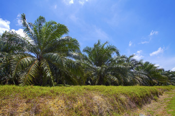 the palm oil plantation view with blue cloudy sky as background