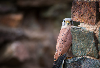 Kestrel (Falco tinnunculus) sitting on a rocks, close-up, wildlife photo.