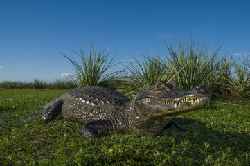 Black Caiman, Melanosuchus niger,Iberà Marshes, Corrientes Province, Argentina