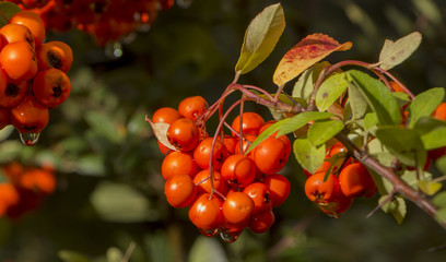 Rowan tree, Close-up of bright rowan berries on a tree