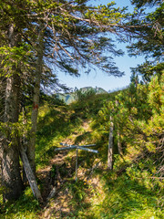 Wanderpfad aus dem Achental durch den Sommerwald Richtung Hochgerngipfel in den Chiemgauer Alpen