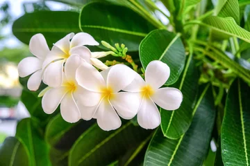 Cercles muraux Frangipanier White Plumeria flower are blooming beautifully.  