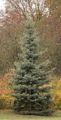 Colorado blue spruce, with the scientific name