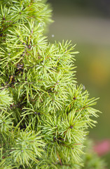 Fototapeta na wymiar Fresh green conic fir branches, background of Christmas tree bra