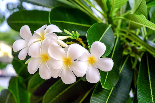 White Plumeria flower are blooming beautifully.
