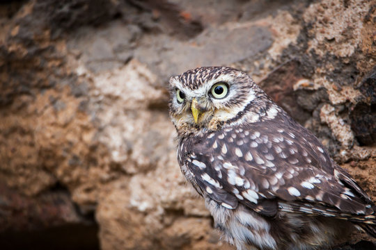Little Owl (Athene noctua) sitting on the rock, close-up. Wildlife photo.