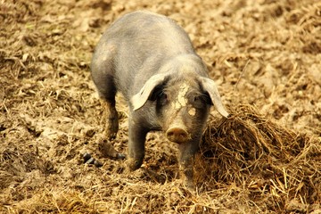 schwein III