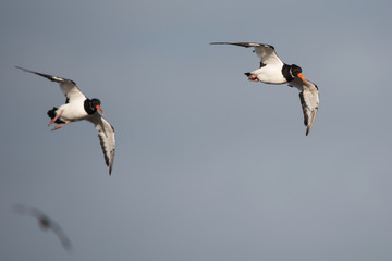 Eurasian Oystercatcher, Oystercatcher, Birds