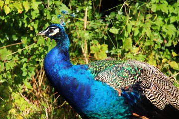 Fototapeta premium pfau III