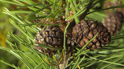 Branch of Pine Tree with needles and Pine Cone