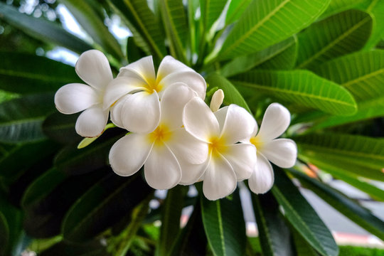 The freshness of the white Plumeria flower are blooming beautifully.
