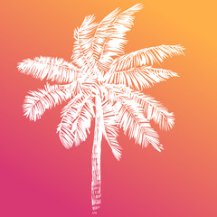 Palma. image in vintage style. Drawing by hand. Tropical plants.