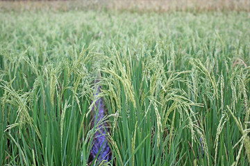 paddy rice in field