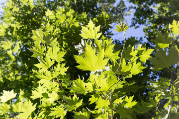 green maple leaves on nature