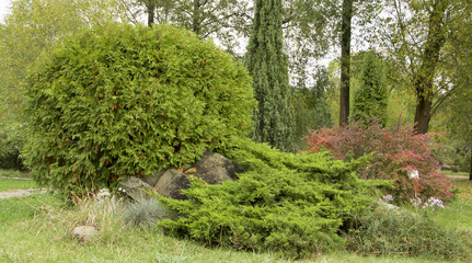 big spherical arborvitae in the park  background