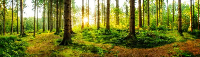 Fototapeten Idyllischer Sonnenaufgang im herbstlichen Wald © Günter Albers