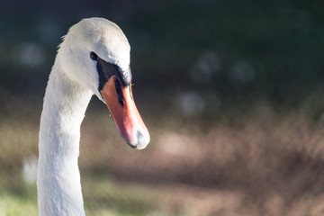 Fototapeta premium White swan in the zoo