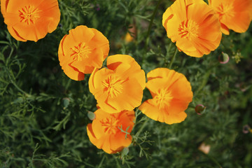 Obraz premium Eschscholzia, or California poppy