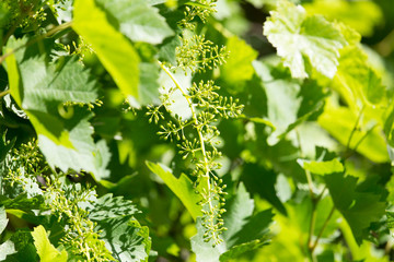 grapes in spring in nature