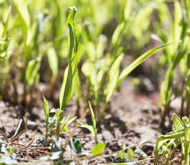 green grass in the ground