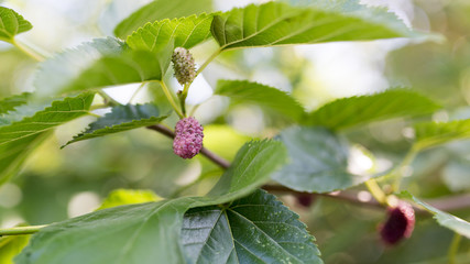 Obraz premium mulberry berry on the tree in nature