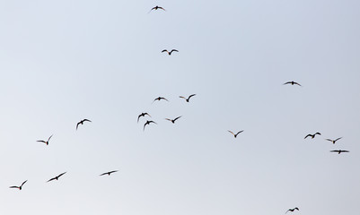a flock of seagulls in the sky at sunset