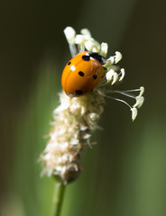 ladybird on nature. macro