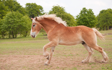 Naklejka na ściany i meble Blond Belgian draft horse galloping in summer pasture