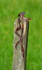 Toter Frosch
