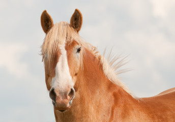 Handsome blond Belgian draft horse looking at the viewer with curiosity with his ears up; against cloudy sky